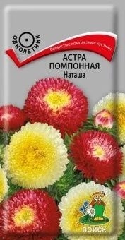 Семена цветов Астра Наташа помпонная 0,3г (ПОИСК) Е7