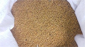 Горчица Белая 1*30 ПАБ Е303