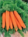 Семена Морковь Лосиноостровская 13 2 г (б/п с евроотв.) Г Г115