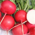 Семена Редис Заря 3 г б/п с евроотв. Г Г130