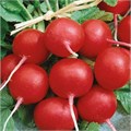 Семена Редис Рубин 3 г (б/п с евроотв.) Г Г132