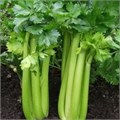 Семена Сельдерей Паскаль черешковый 0,3г б/п Г141