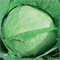 Семена Капуста белокоч. Трансфер F1 0,3 г (б/п) Г Г265