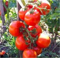 Семена Томат Санька б/п Марс Е106